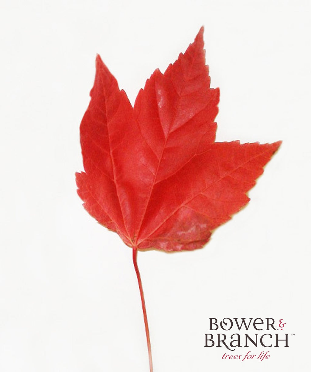 A singular Red Pointe Red Maple red fall colored leaf
