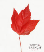 A singular Red Pointe Red Maple red fall colored leaf