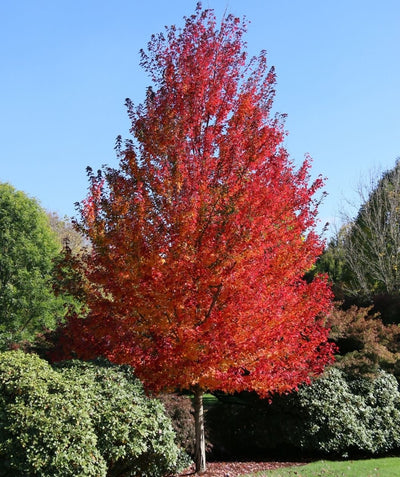 Red Pointe Red Maple planted in garden bed and in red fall foliage