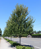 Red Pointe Red Maple planted as a street tree with green leaves