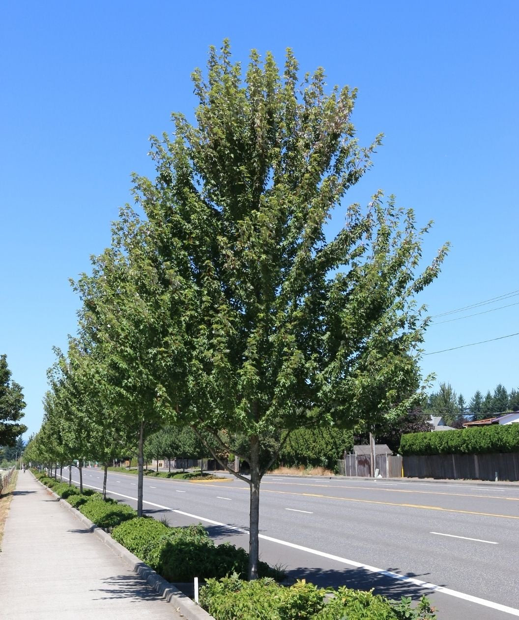 Red Pointe Red Maple planted as a street tree with green leaves