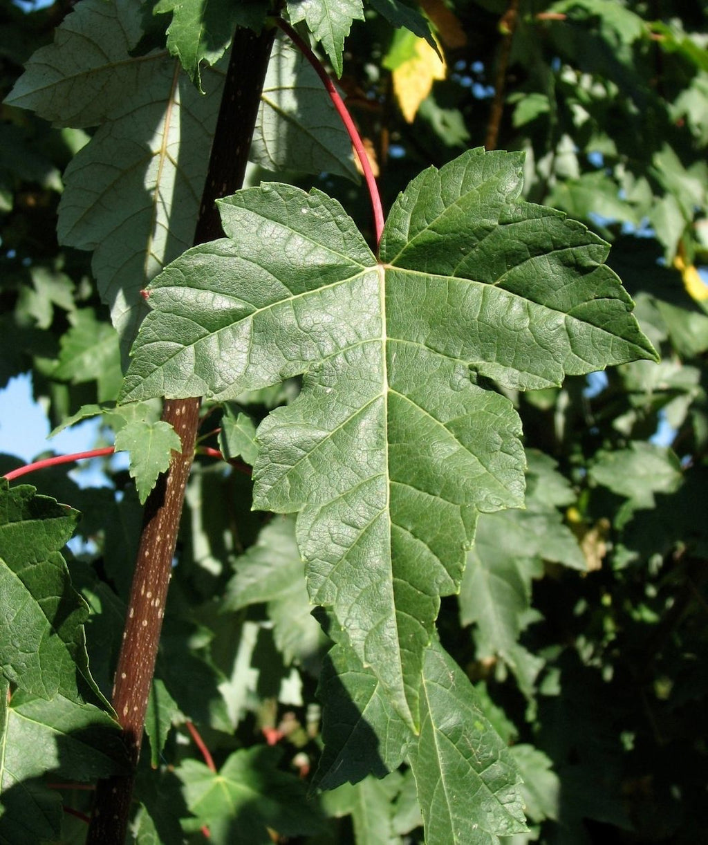A closeup of the Red Pointe Red Maple deep green three-pointed lobed leaf