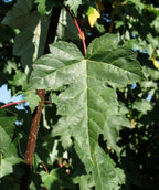 A closeup of the Red Pointe Red Maple deep green three-pointed lobed leaf