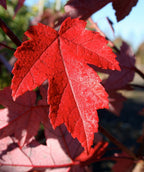 A closeup of a Red Pointe Maple leaf in bright red fall color