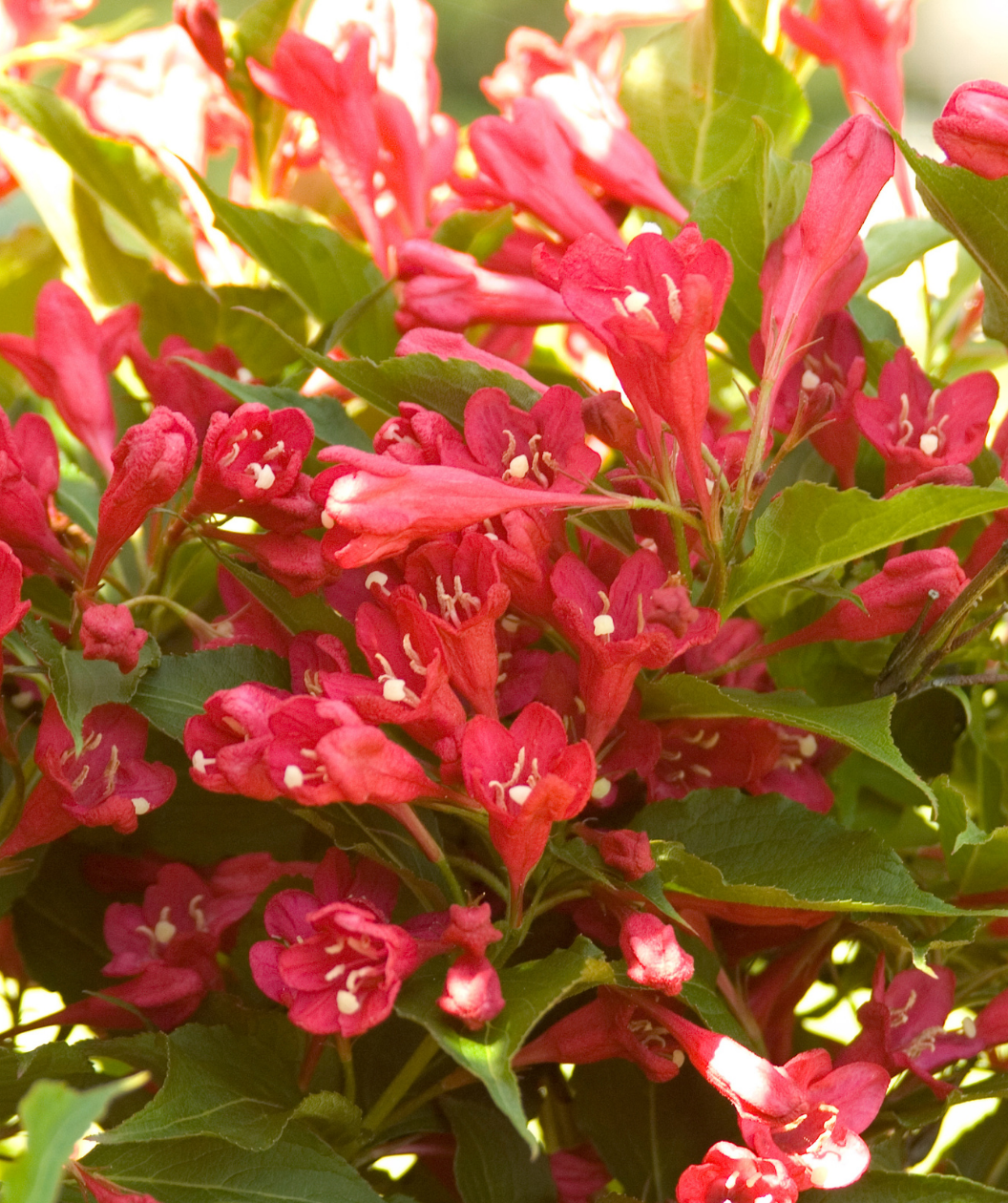 Close up of Red Prince Weigela, pink to red tubular flowers emerging from dark green foliage