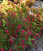 Red Prince Weigela planted in a landscape, pink to red tubular flowers emerging from dark green foliage