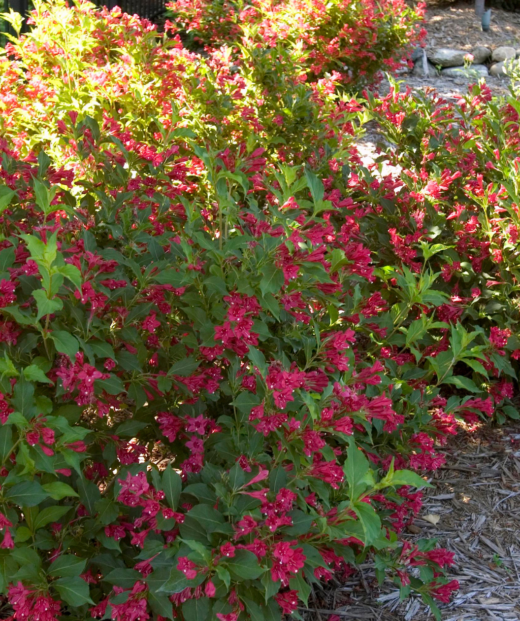Red Prince Weigela planted in a landscape, pink to red tubular flowers emerging from dark green foliage