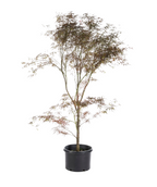 Red Pygmy Japanese Maple