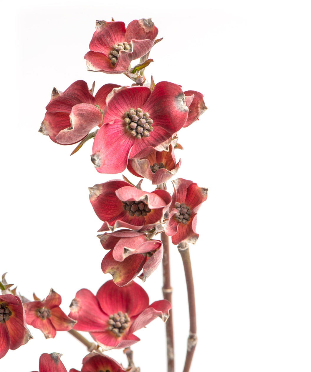 A closeup of the dark pink, four petaled bloom belonging to the Red Pygmy Dogwood as they open in Spring