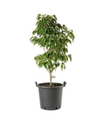 The Red Pygmy Dogwood in a black nursery pot covered in the green foliage on a white background