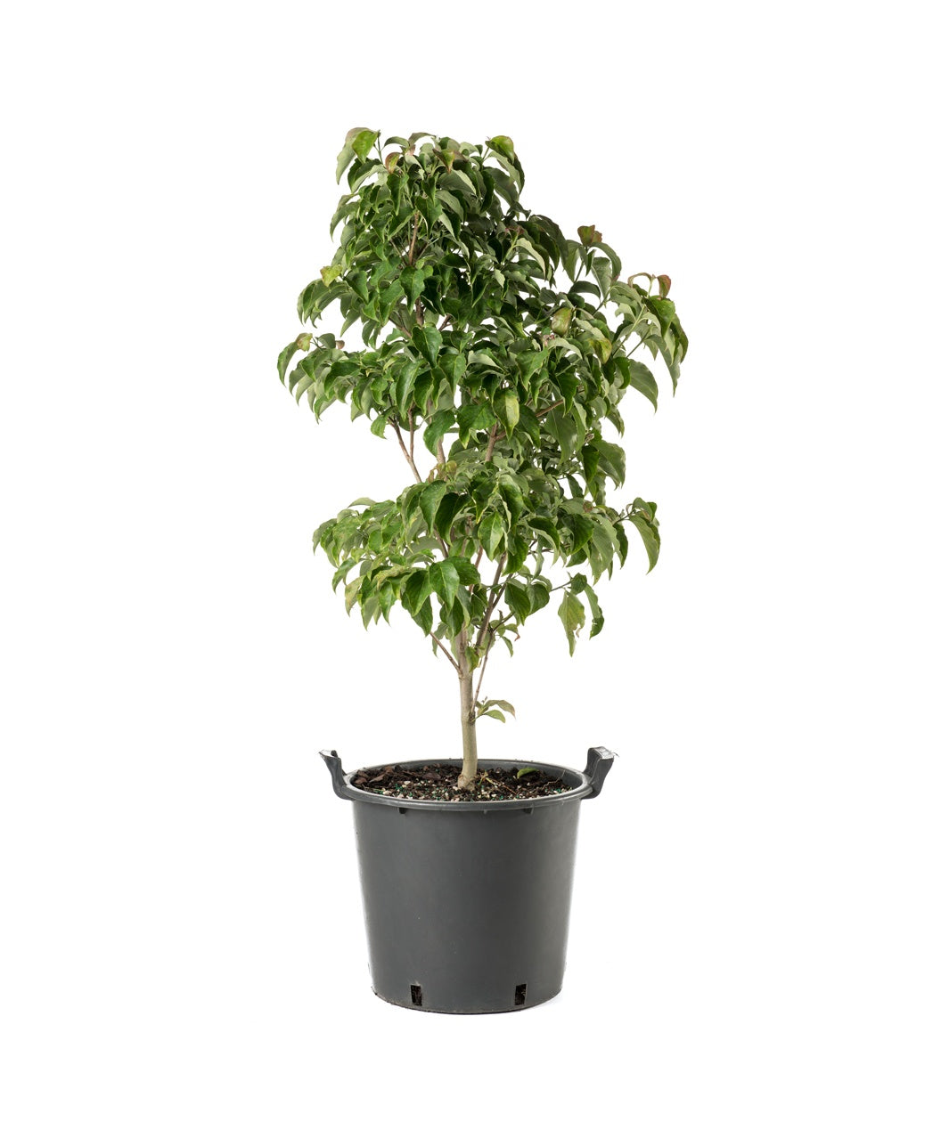 The Red Pygmy Dogwood in a black nursery pot covered in the green foliage on a white background