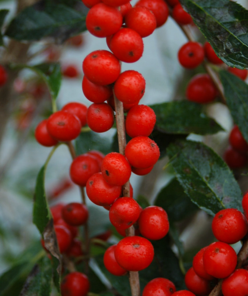 Red Sprite Winterberry closeup of red berries