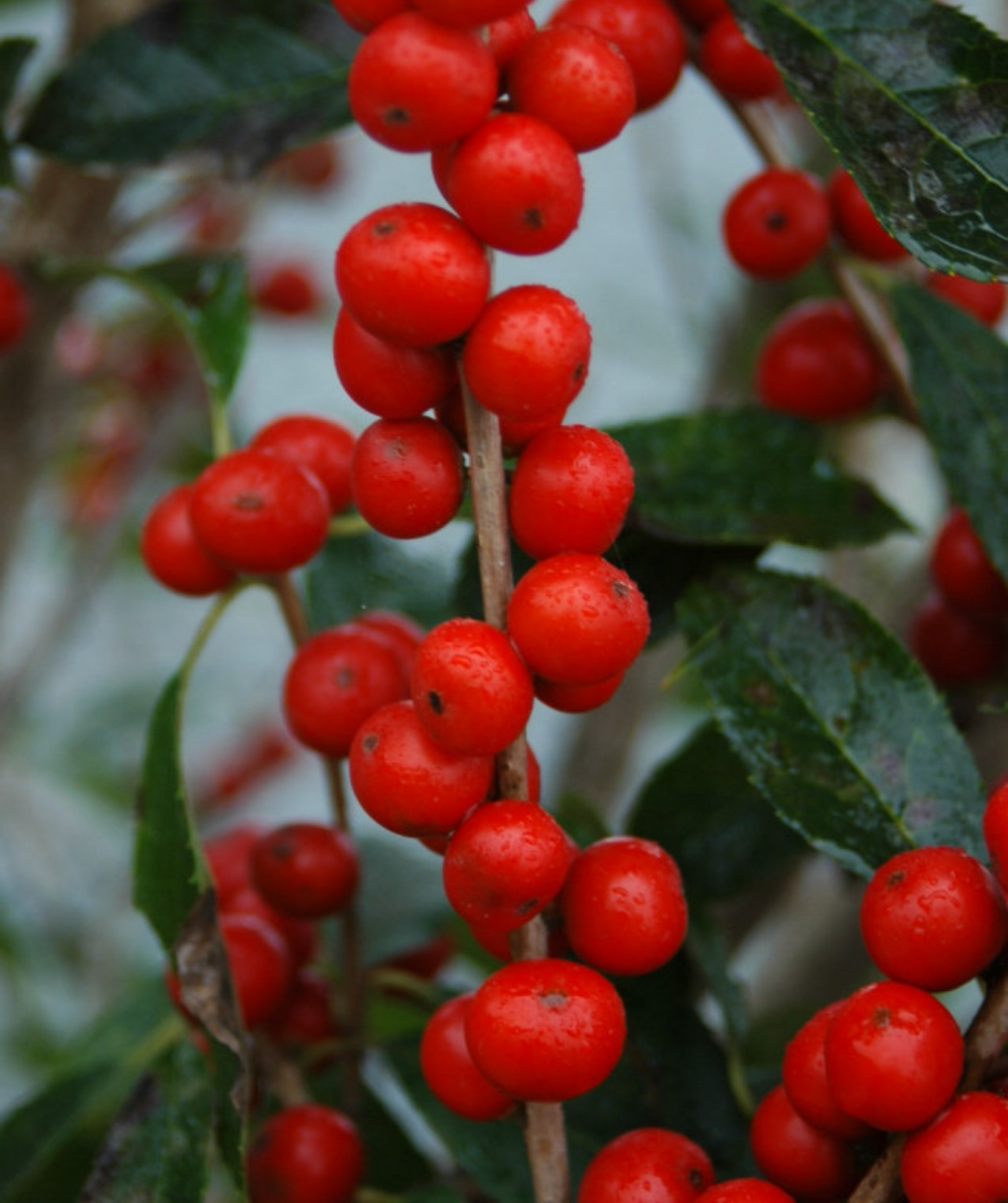 Red Sprite Winterberry closeup of red berries