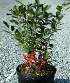 Red Sprite Winterberry potted plant at nursery