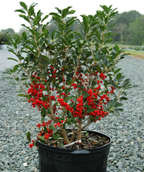 Red Sprite Winterberry red berries on potted plant at nursery