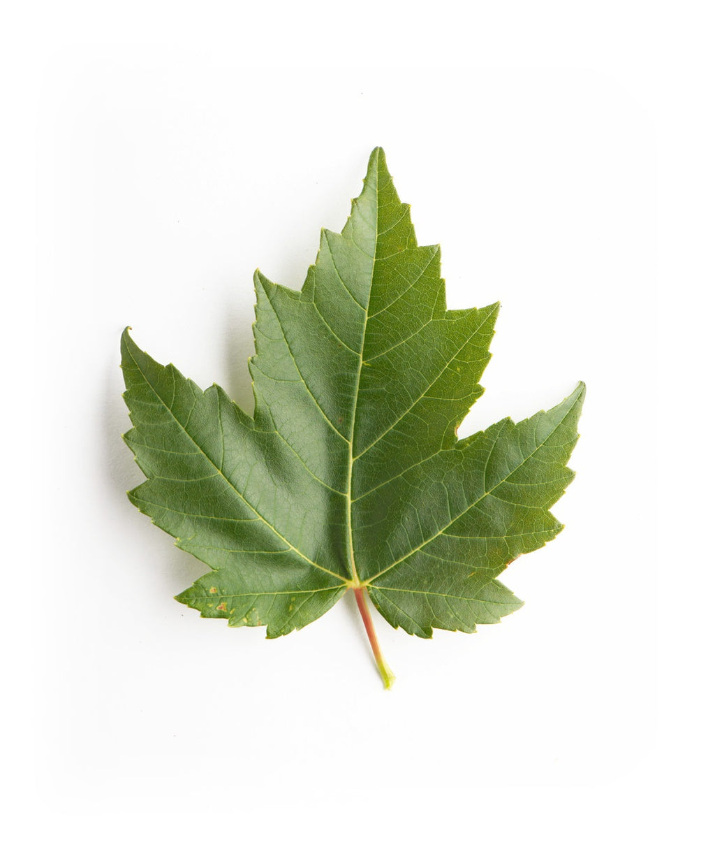 A singular Red Sunset Red Maple green leaf with a red stem