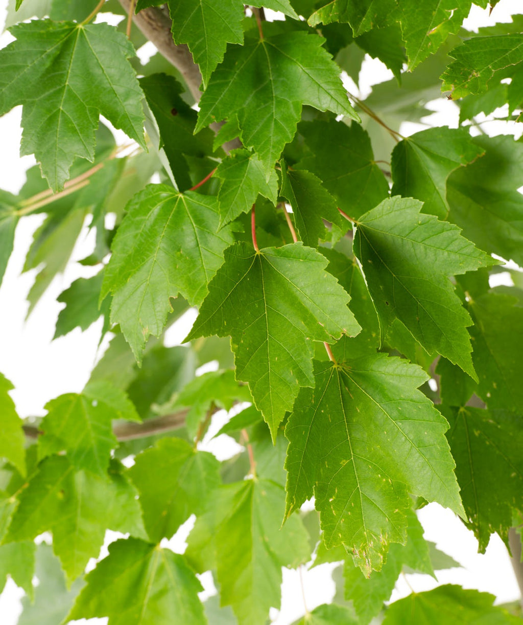 A closeup of the Red Sunset Red Maple green leaves