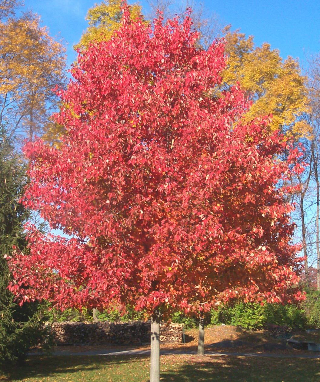 A large Red Sunset Red Maple with fiery red fall foliage in a landscape