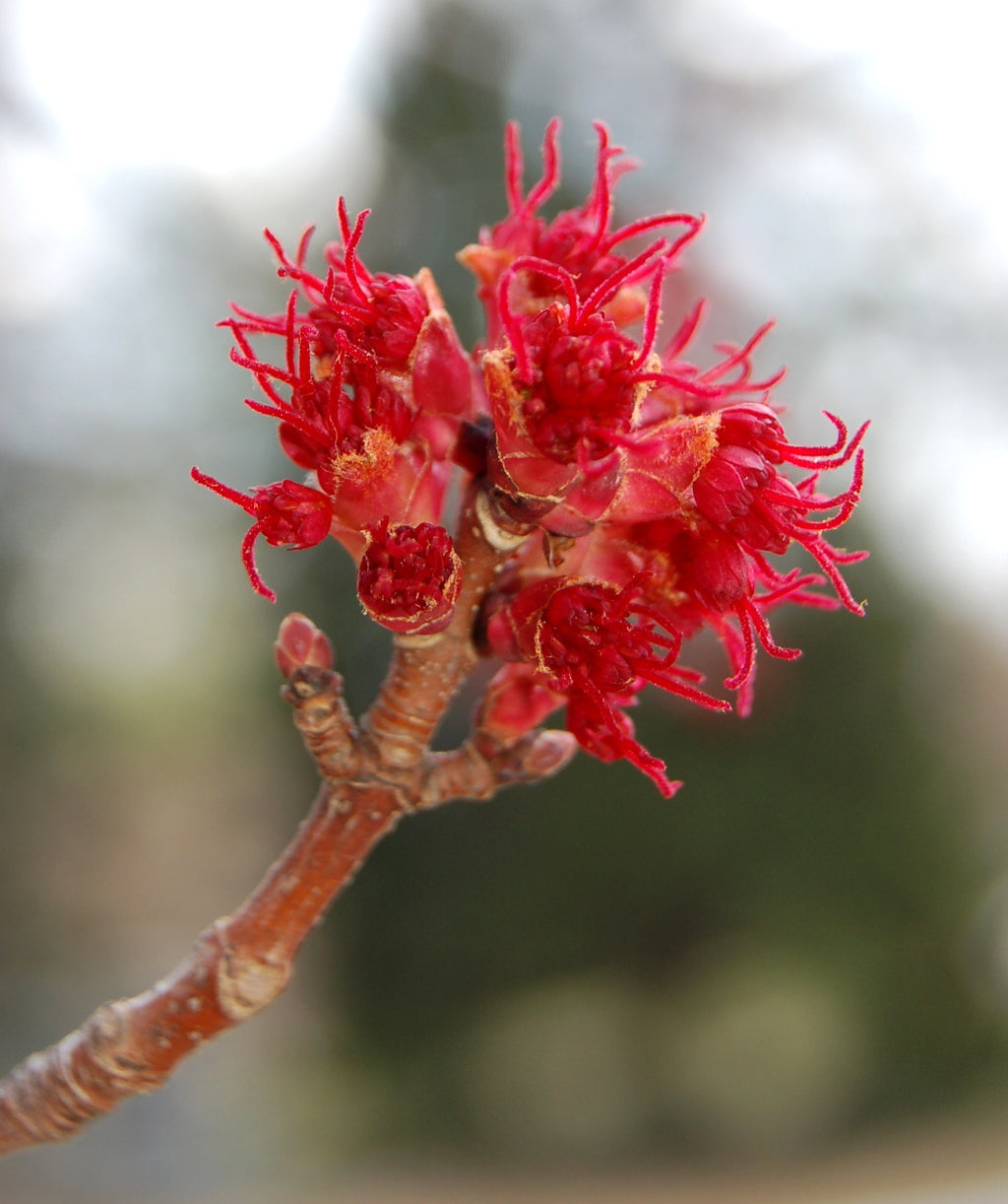 A closeup of the Red Sunset Red Maple small, bright red flower