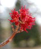 A closeup of the Red Sunset Red Maple small, bright red flower