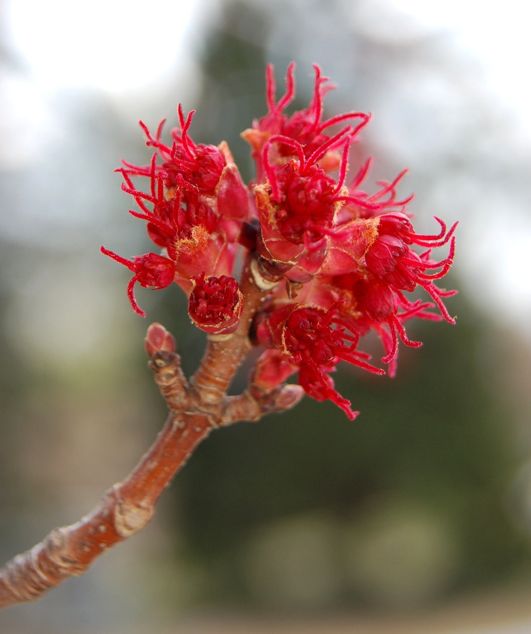A closeup of the Red Sunset Red Maple small, bright red flower