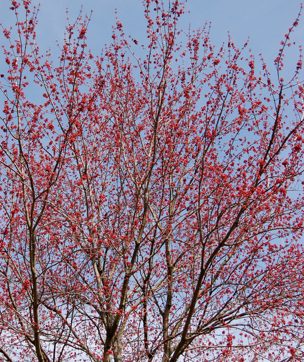 Looking up into a Red Sunset Red Maple in full bloom as the branches are littered with the red flowers
