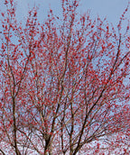 Looking up into a Red Sunset Red Maple in full bloom as the branches are littered with the red flowers