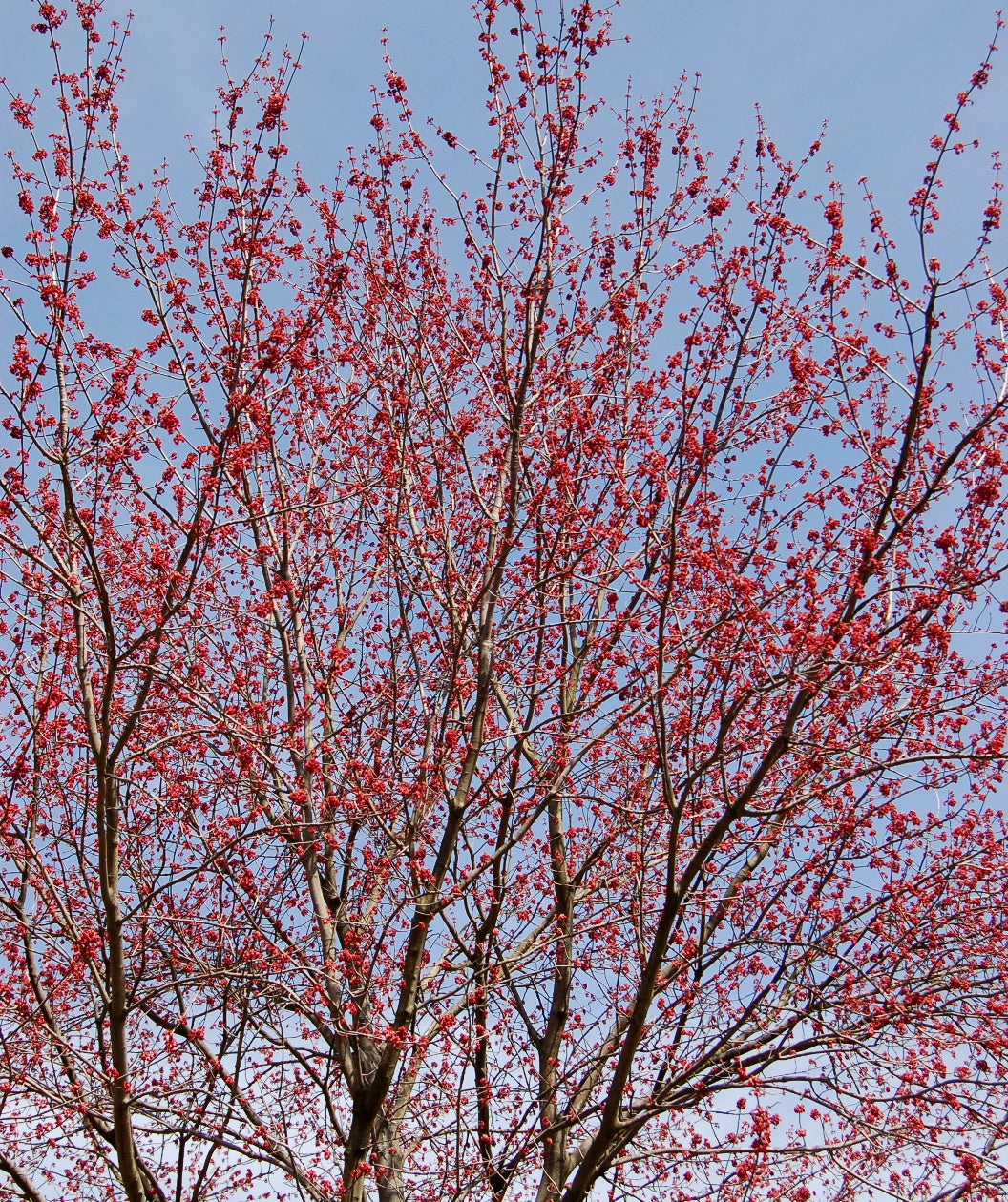 Looking up into a Red Sunset Red Maple in full bloom as the branches are littered with the red flowers