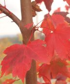 A closeup of the Red Sunset Red Maple bright red fall leaves