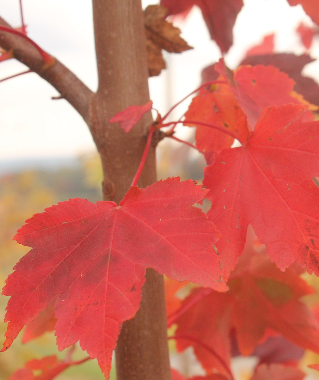 A closeup of the Red Sunset Red Maple bright red fall leaves