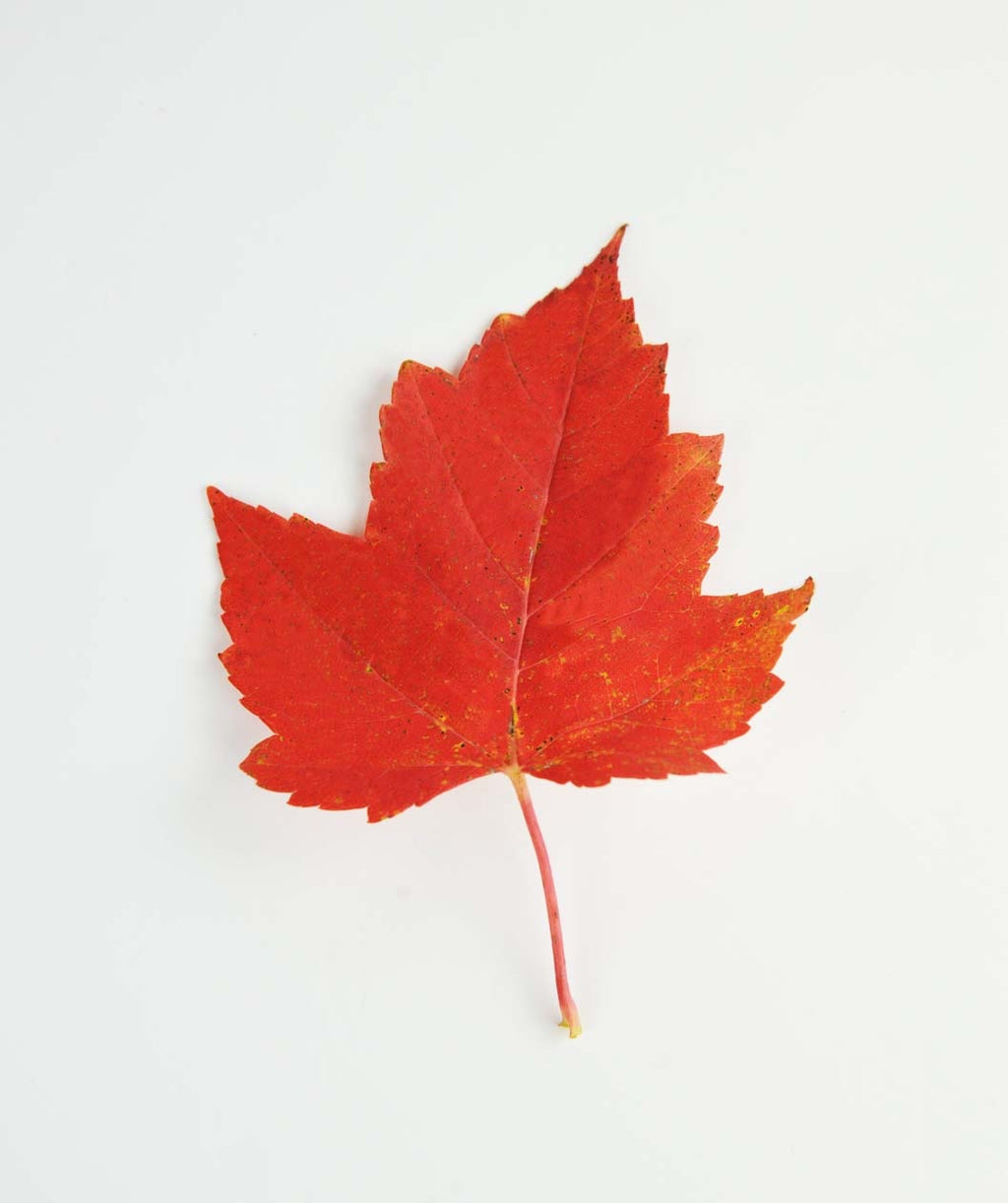 A singular Red Sunset Maple leaf in bright red fall color