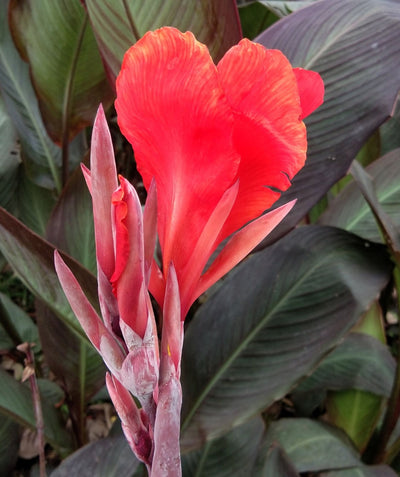 Close up of Red Velvet Africa Canna Lily flower, large bright red flower next to darker red flower buds emerging from purple foliage with hints of dark green