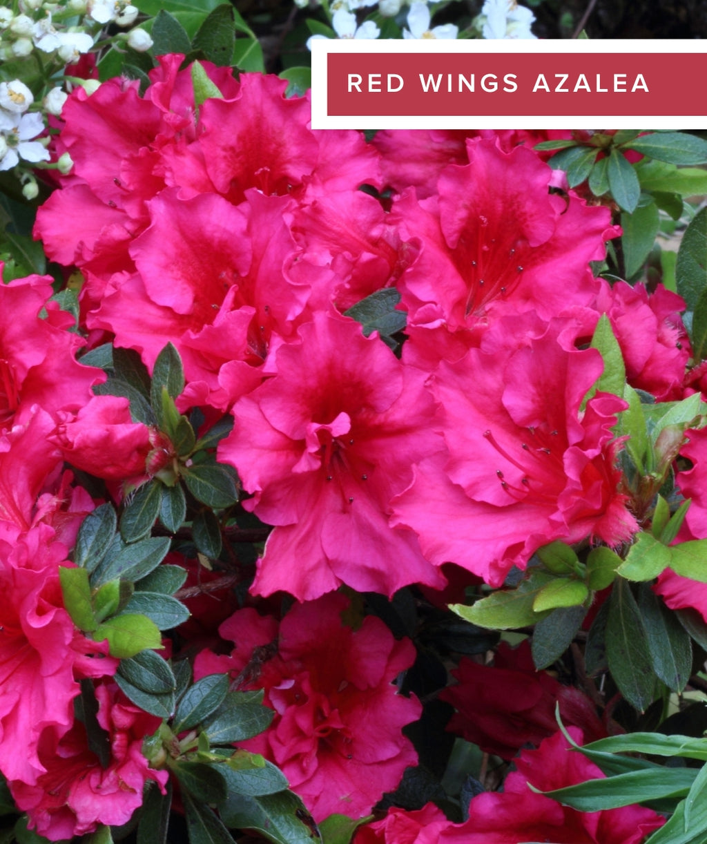 Evergreen Azaleas