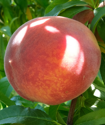 Close up of Redhaven Peach fruit, round fuzzy red peach with yellow blush and green conical shaped leaves