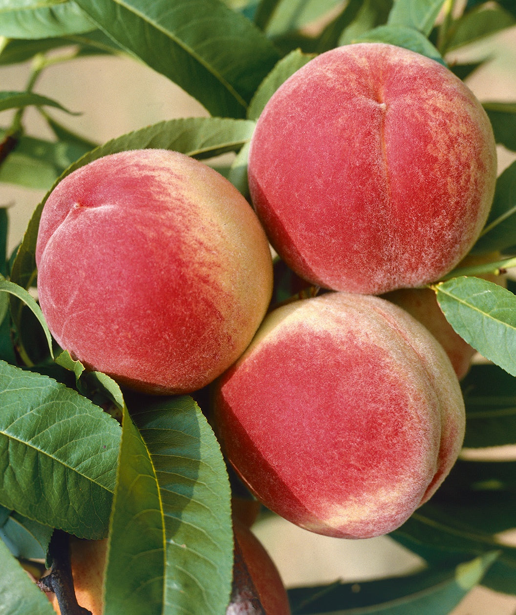Redhaven Peach closeup of the yellow fruit with red blush against deep green leaves