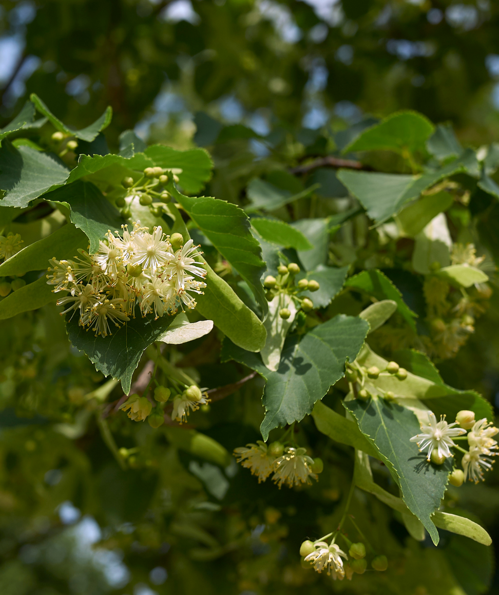 A close up of the delicate white, fragrant flowers of the Redmond American Linden surrounded by the dark green, heart-shaped foliage