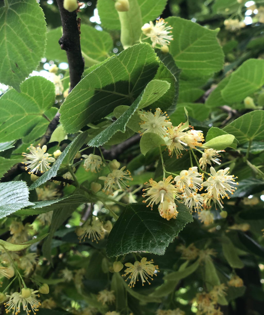 A close up of the delicate white, fragrant flowers of the Redmond American Linden surrounded by the dark green, heart-shaped foliage