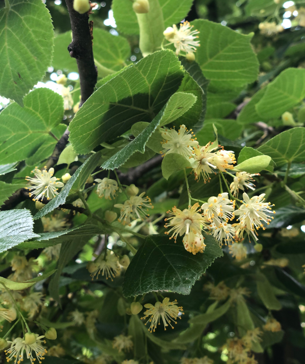 A close up of the delicate white, fragrant flowers of the Redmond American Linden surrounded by the dark green, heart-shaped foliage