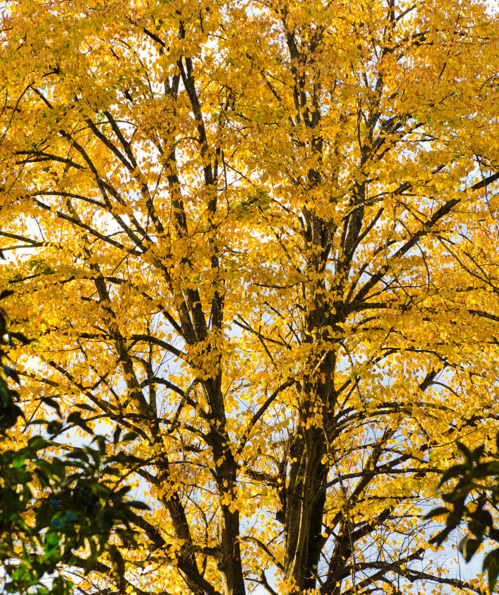 The Redmond American Linden showing off the golden yellow fall foliage