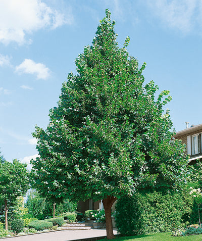 A large Redmond American Linden planted in a landscape, covered in the dark green leaves and showing off the perfect pyramidal form