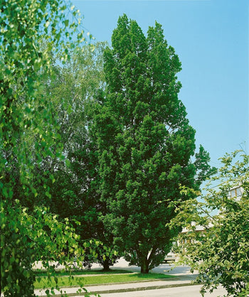 Large Regal Prince Oak with dark green leaves growing in a residential neighborhood