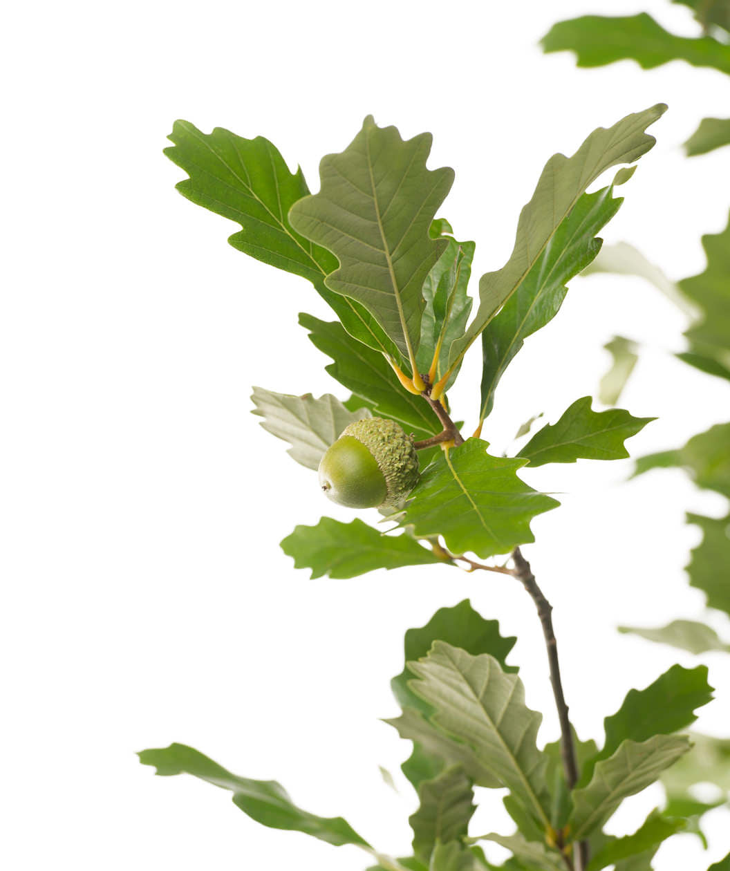Close up of Regal Prince Oak branch, round lobed green leaves on a brown branch with a round green acorn in the center