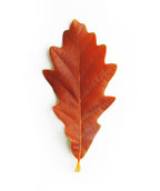Regal Prince Leaf on white in fall, come fall this round lobed leaf turns red-orange in color