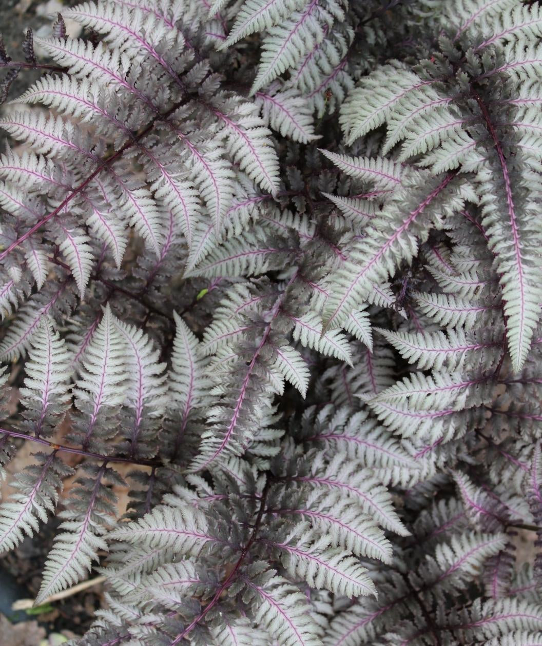 Regal Red Japanese Painted Fern
