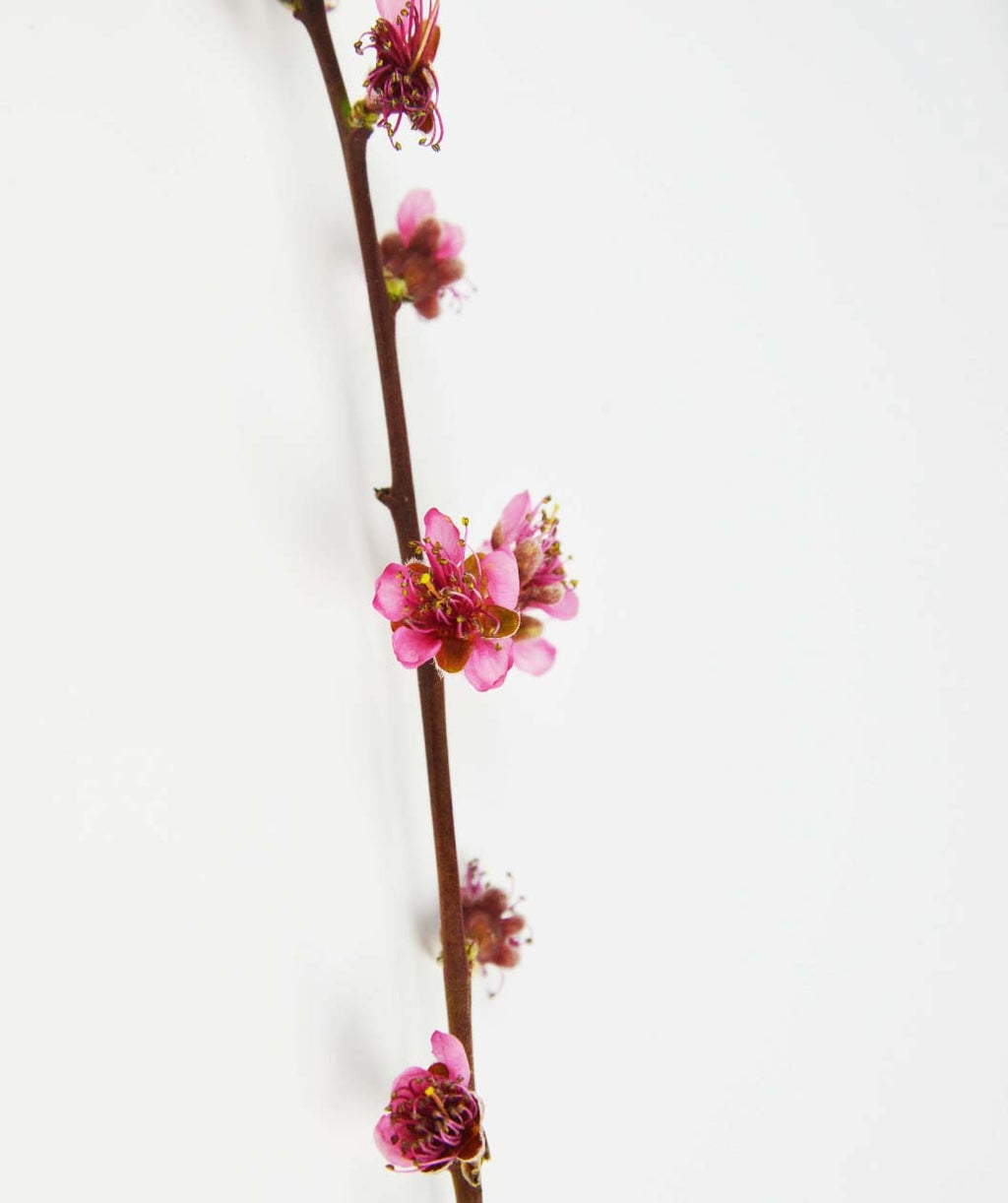 Reliance Peach branch on white, brown branch with small pink fragrant flowers