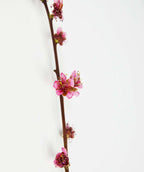 Reliance Peach branch on white, brown branch with small pink fragrant flowers