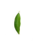Reliance Peach leaf on white, oblong green leaf with slightly serrated edges