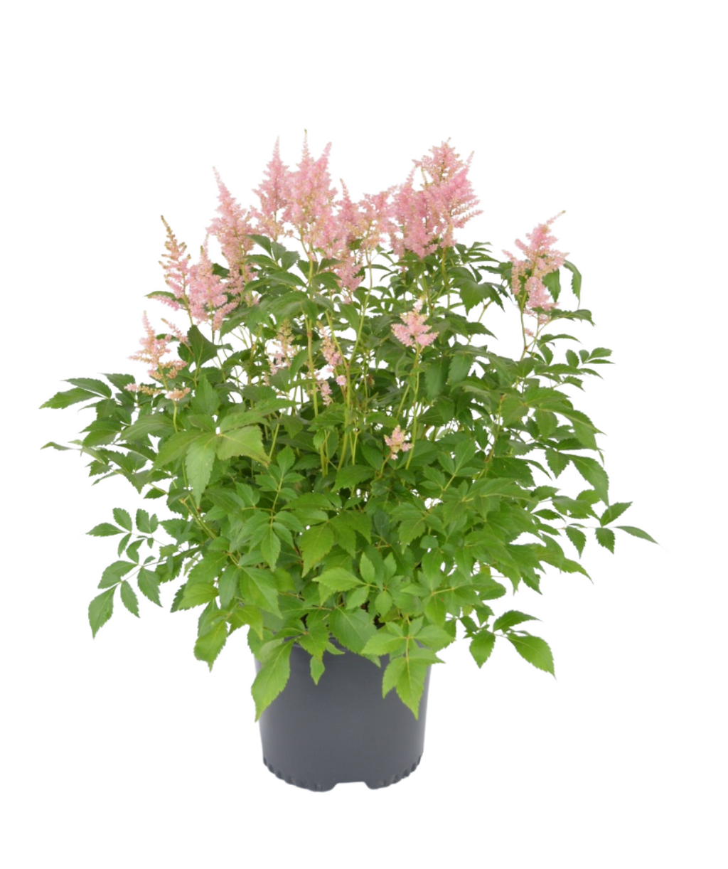 Rheinland Astilbe potted plant with blush pink bottlebrush flowers and diamond shaped green leaves