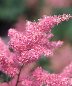 Rheinland Astilbe closeup of pretty dark blush pink  bottlebush flowers