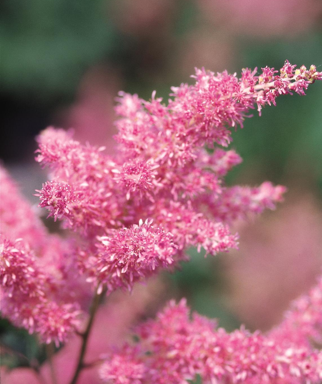 Rheinland Astilbe closeup of pretty dark blush pink  bottlebush flowers